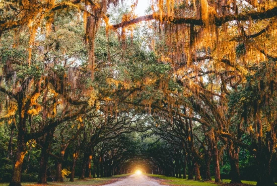 Escape the City: Road Trips from Savannah, GA for Adventurers and Explorers